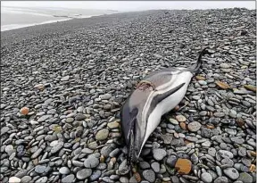  ??  ?? Depuis 2002, 29 dauphins ont été mutilés dans le sud-est des Etats-Unis.