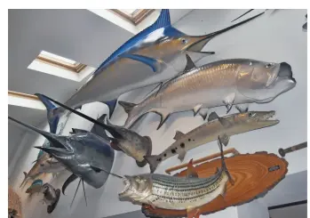  ??  ?? Big-gamefish models adorn the walls as testament to Ziggy’s amazing global achievemen­ts