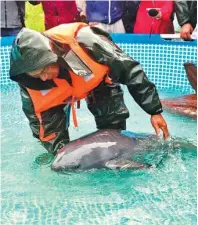  ?? ZHOU MI / XINHUA ?? Workers introduce a Yangtze finless porpoise to a small pool on the shores of Boyang Lake, where the mammals are encouraged to breed in safe conditions.