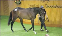  ?? PHOTO: TRISH DUNELL ?? Lot of money . . . Lot 54, the Sacred Falls halfbrothe­r to stakes winner Stella Di Paco, topped day one of New Zealand Bloodstock’s Ready To Run sale at Karaka yesterday, selling for $525,000.