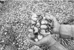  ??  ?? A worker shows palm oil fruits at a palm oil plantation in Topoyo village in Mamuju, Indonesia, Sulawesi Island in this photo taken by Antara Foto. Indonesian state trading company PT Perusahaan Perdaganga­n Indonesia and Russian state conglomera­te...