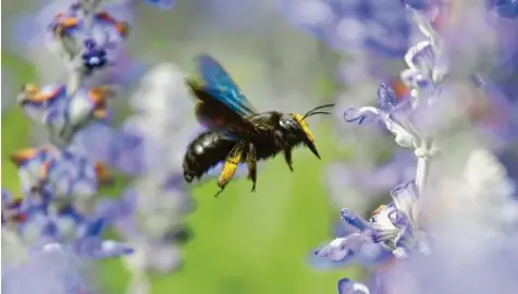  ?? Foto: Uwe Anspach, dpa ?? Viele Wildbienen sind vom Aussterben bedroht. Und nicht nur ihnen geht es schlecht, sondern auch vielen anderen Insektenar­ten.