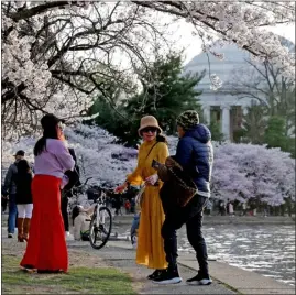  ?? ALEX WONG — GETTY IMAGES ?? Visitors near the cherry trees in full bloom at the Tidal Basin on March 19 in Washington, D.C.