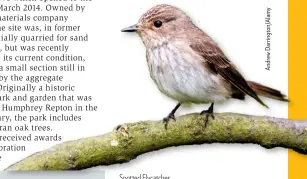  ??  ?? Spotted Flycatcher