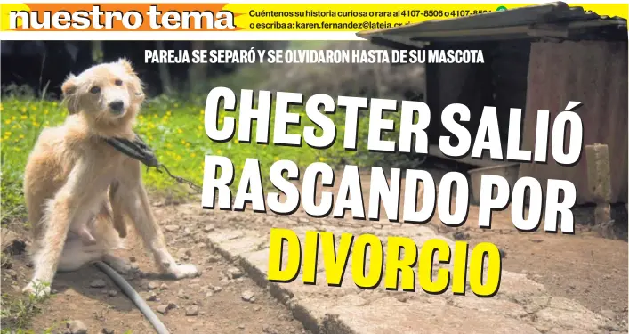  ?? ALBA GARCÍA. ?? El pobre Chester estaba en los puros huesos. Sus dueños se divorciaro­n y se olvidaron de él.