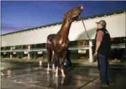  ?? LYNNE SLADKY — THE ASSOCIATED PRESS ?? California Chrome is bathed following a workout in preparatio­n for the inaugural running of the $12 million Pegasus World Cup horse race at Gulfstream Park on Friday.