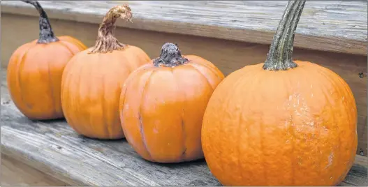  ?? THE ASSOCIATED PRESS ?? A real pumpkin (right) sits next to three fake versions fixed up to look a bit more real.