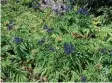  ?? Foto: Markus Orf, Landratsam­t ?? Die Beeren des Attichs, auch Zwergholun­der genannt, riechen unangenehm und sind auch nach dem Kochen noch giftig.