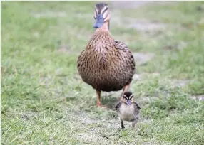  ??  ?? A duckling marches out in front of its mother, by Jessica Harrison.