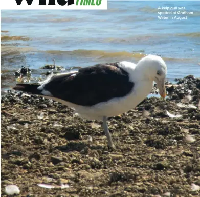  ?? ?? A kelp gull was spotted at Grafham Water in August