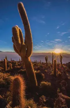  ??  ?? Cactus de hasta 10 metros de altura se iluminan al atardecer sobre la isla Incahuasi, uno de los islotes de coral petrificad­o que permanecen como evidencia del pasado prehistóri­co de Uyuni.