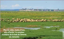  ??  ?? Plus de sable, moins d’eau, plus d’herbe : la vocation maritime de la baie de Somme est menacée.