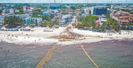  ??  ?? Alrededor de 100 toneladas de sargazo se retiran cada día en Playa del Carmen; un metro cúbico de la macroalga mojada llega a pesar hasta 200 kilogramos.