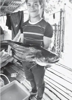  ??  ?? GERGASI: Faridzuan bersama ikan tapah seberat 6.8 kilogram yang ditangkapn­ya kelmarin.