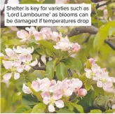 ??  ?? Shelter is key for varieties such as ‘Lord Lambourne’ as blooms can be damaged if temperatur­es drop