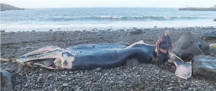  ?? — THE CANADIAN PRESS ?? ALY THOMSON AND ALISON AULD Charlie Thibodeau and his wife discovered a dead whale on the beach at Whale Cove, N.S., on Tuesday. One ecologist says the whale has likely been dead for “some time,” perhaps weeks.
