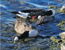  ?? PHOTO: SUPPLIED ?? Distressin­g sight . . . Canada geese lie on the shores of the Falls Dam last week after a cull by a helicopter shooter.