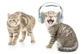  ?? DREAMSTIME ?? Cats can hear sounds as high as 64,000 hertz, writes Cathy M. Rosenthal.