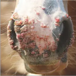  ??  ?? CONTAGIOUS: Papillomav­iruses cause warts in horses and may contribute to the developmen­t of some types of skin cancer.
