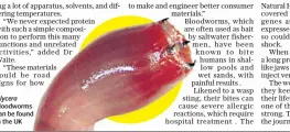  ?? ?? Glycera bloodworms can be found in the UK