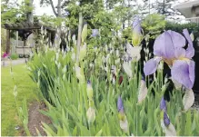  ??  ?? Blue irises in the garden, which was to have been on the Victoria Conservato­ry of Music’s garden tour, but is now part of an online fundraiser.