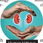  ?? ?? Human kidneys