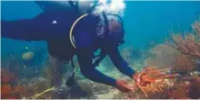 ?? / @madeinpara­disefilms ?? Se logró trasplanta­r 128 colonias del coral.