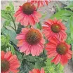  ?? [PROVIDED/PROVEN WINNERS/ TNS] ?? The Color Coded Frankly Scarlet coneflower is making its debut in 2021 and is slightly taller reaching 28 inches in height.