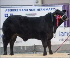  ?? ?? Reserve overall was the steer champion from Finn Christie and sold for £2100 Ref:RH29032417­7