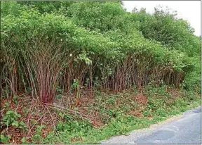  ??  ?? La renouée du Japon peut dépasser les 2 m et gêner la visibilité sur la route.