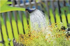  ?? FOTO: KARL-JOSEF HILDENBRAN­D/DPA ?? Wasserspei­cher ersetzen das tägliche Gießen.