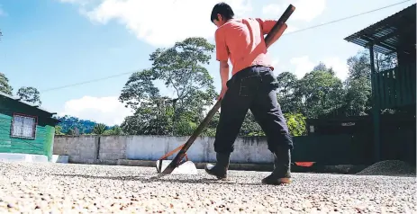  ?? FOTO: FRANKLYN MUÑOZ ?? LABOR. Un cafetalero seca granos de café en una finca de Santa Bárbara, occidente de Honduras.