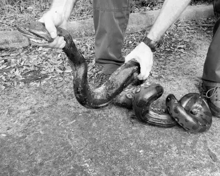 ?? COURTESY OF FLORIDA FISH AND WILDLIFE CONSERVATI­ON COMMISSION ?? This is the 8-foot, 8-inch anaconda captured in Melbourne on Feb. 1. State wildlife officials are still trying to determine how it ended up in Brevard County. Wildlife officials believe it may have been owned by an area resident, although it did not...