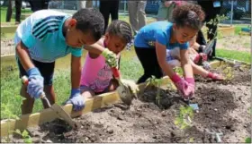  ?? MICHILEA PATTERSON — DIGITAL FIRST MEDIA ?? Kindergart­ners put tomato plants in the ground at the Barth Elementary School community garden. The students have been planting seeds indoors and were excited to plant out in nature.