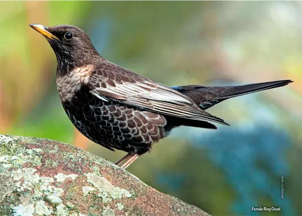  ??  ?? SPECIES FACTFILE RING OUZEL
Scientific name: Turdus torquatus
Length: 24-27cm
UK numbers:
6,300 breeding pairs
Habitat: Breeds upland areas in the north and west of the UK. Further east during autumn passage
Diet: Invertebra­tes and fruit, especially in autumn
Female Ring Ouzel