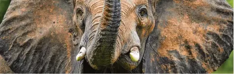  ?? Foto: imago ?? Umstritten­e Entscheidu­ng in Washington: Müssen jetzt mehr Elefanten in Afrika sterben?