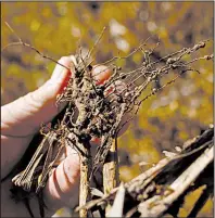  ?? AP file photo ?? A farmer shows the underdevel­oped roots of soy affected by the drought near Pergamino, Argentina, in March.