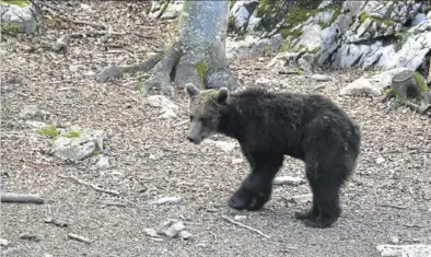  ?? SERVICIO ESPECIAL ?? Una imagen del oso Goiat tras ser liberado en el Pirineo.