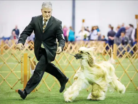  ?? PHOTOS: JOHN MAHONEY ?? Jean-Pierre Roy runs Ginny, an Afghan hound, around the ring during the United Kennel Club’s annual all-breed championsh­ip show at the Sportsplex in St-Lazare on Saturday.