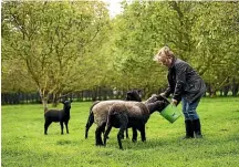  ??  ?? Maggie Duff’s sheep come running when they are called and the bucket of sheep nuts are rattled.