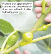  ??  ?? Fruitlets that appear late in summer can overwinter to ripen into edible fruits the following year