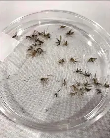  ?? (Washtenaw County Health Department via AP) ?? This 2019 photo provided by the Washtenaw County Health Department in Michigan shows a petri dish used to identify mosquito species likely to carry disease. Mosquito samples this year aren’t being collected by the county, because the health department doesn’t have the staff or ability to hire and train summer interns who would typically perform the work.