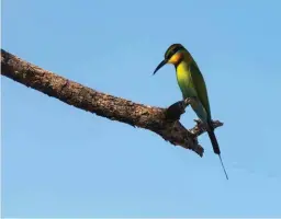  ??  ?? Rainbow Bee-Eater Rainbow bee-eater, Merops ornatus