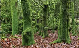  ?? ?? Moss-covered trees in Devon, England. Photograph: Adam Burton/Alamy