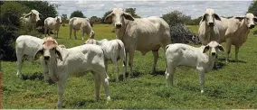  ?? FOTO: PAUL KLEIN ?? Grasgroen weiding is oral te sien nadat milde reën oor groot dele van Namibië geval het. Veeboere kan nou weer hul veegetalle opbou. Dié foto is by Nina in Sentraal-Namibië geneem. Die Brahmane behoort aan mnr. Niel du Plooy van die plaas Endlich.