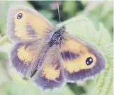  ?? PICTURE: CAROL BOXALL ?? A hedge brown butterfly