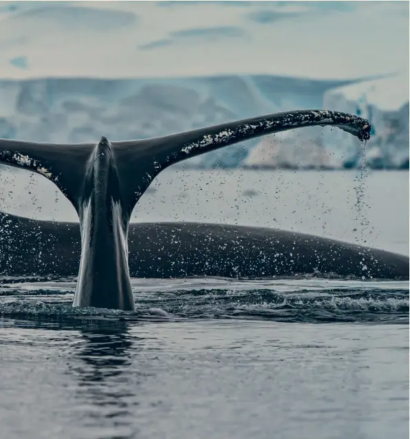 ??  ?? 庞大的鲸鱼，那么温驯。在南极跟鲸鱼近距离对­望，是一生必做的一件事吧？