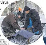  ?? PHOTOS / AP ?? Main image, a fish and wildlife biologist for the Grand Portage Band of Lake Superior Chippewa swabs a young buck for the coronaviru­s in Grand Portage, Minnesota. Samples are taken from a deer (inset top) and from a hibernatin­g bear.