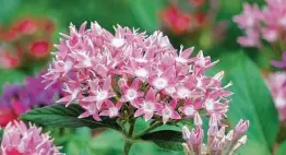  ?? Staff file photo ?? Pentas, which act like magnets for bees, butterflie­s and hummingbir­ds, bloom through the summer.