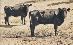  ??  ?? CATTLE June B. Free, left, and Susan are recovering after their escape and eventual rescue in June. They’re currently in quarantine at Farm Sanctuary.